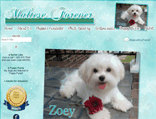 Tablet Screenshot of malteseforever.com